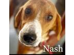 Adopt Nash a Hound