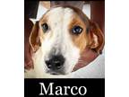 Adopt Marco a Hound