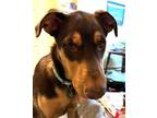 Adopt Rolo Cocoapup a Doberman Pinscher, German Shepherd Dog