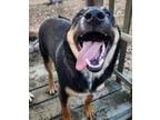 Adopt Burley Burley a Australian Cattle Dog / Blue Heeler