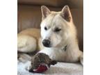 Adopt Phil a Siberian Husky, Shiba Inu