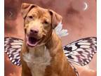 Adopt Deuce a Labrador Retriever, Staffordshire Bull Terrier