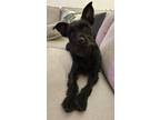 Adopt Jumbo Jax a Miniature Schnauzer, Jack Russell Terrier