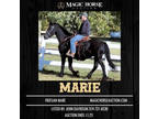 Marie Maike of D.R.F~2 In1 Package Deal (in Foal to KFPS Approved Stallion)