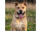 Adopt Rocky a Carolina Dog, Mixed Breed