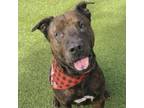 Adopt Cloak a Shar-Pei