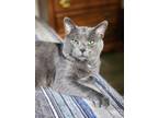 Adopt Harland a Russian Blue