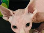 Female Sphynx Kitten