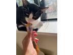 Adopt Toblerone (Bonded to Mars) a Domestic Short Hair