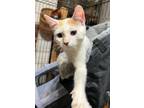 Adopt Stripe a Domestic Short Hair