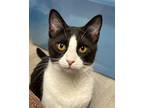 Adopt Kevin Linguine a Domestic Short Hair