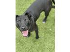 Adopt Dave a Labrador Retriever