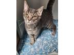 Adopt Nash a American Shorthair, Domestic Short Hair