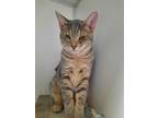 Adopt Nico a American Shorthair, Domestic Short Hair