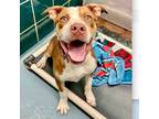 Adopt Kenny a American Staffordshire Terrier