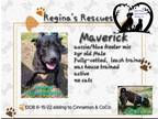 Adopt Maverick a Australian Shepherd, Australian Cattle Dog / Blue Heeler