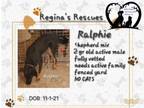 Adopt Ralphie a Anatolian Shepherd, Labrador Retriever