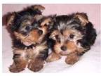 SA 2 Yorkshire Terrier Puppies