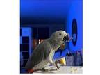 OL 2 African Grey Parrots Birds