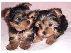 US 2 Yorkshire Terrier Puppies