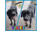 Adopt Blackie a Labrador Retriever, Black Labrador Retriever