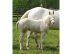 RARE Gold Champagne Cremello Filly