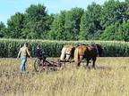 Draft Gelding Team