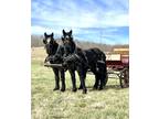 Percheron Draft Horse Team