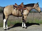 9 Year Old 15.3 Hand Buckskin Cross Bred