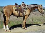 8 Year Old 15.3 Hand Palomino Gelding +++Video+++