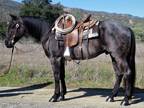 4 Year Old 15 Hand Blue Roan Gelding +++Video+++