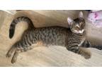 Adopt BABYDOLL AND SISSY a Domestic Short Hair, Tabby