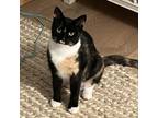Adopt Zoey Young Female Teenager a Domestic Short Hair
