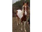 Two year old paint/pinto filly