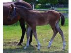 Warmblood yearling for sale