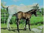 Warmblood Yearlings for sale