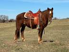 Online Auction -Horsezip.com - Beautiful Gentle & Fun Haflinger Trail & Ranch