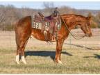 Online Auction - [url removed] - Gorgeous Trail Riding & Ranch Gelding -...