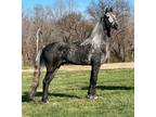 Dapple Grey Tennessee Walker Stud