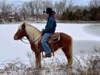 Online Auction - [url removed] - Beautiful Rich Sorrel Pony With Flax Mane &...