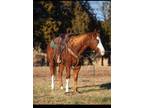 Online Auction - [url removed] - Gorgeous Youth Safe Trail Riding & Western
