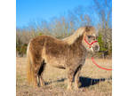 Online Auction - [url removed] - Precious Chocolate Palomino Gentle Pony -