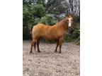 Online Auction - [url removed] - Beautiful Red Dun Quarter Mare - Great Trail