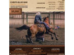 1/2D Rodeo Barrel Horse: Solid, Competitive and Confidence Builder!