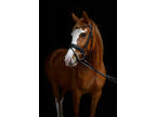 Flashy, sweet, athletic mare started slow and correct. Ready to be finished your