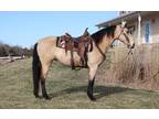 Online Auction - [url removed] - Gorgeous Once-In-A-Lifetime Buckskin Rocky