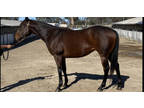 Thoroughbred 5yr brown mare