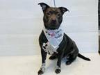 Adopt VIOLET a Pit Bull Terrier, Mixed Breed