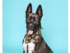 Adopt SADIE a German Shepherd Dog, American Staffordshire Terrier