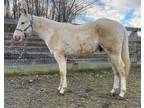 Flashy Palomino Colt